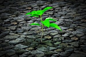 Selling Resilience